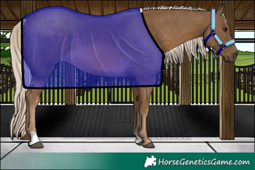 Horse Color:Chocolate Palomino 