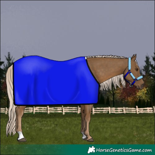 Horse Color:Chocolate Palomino 
