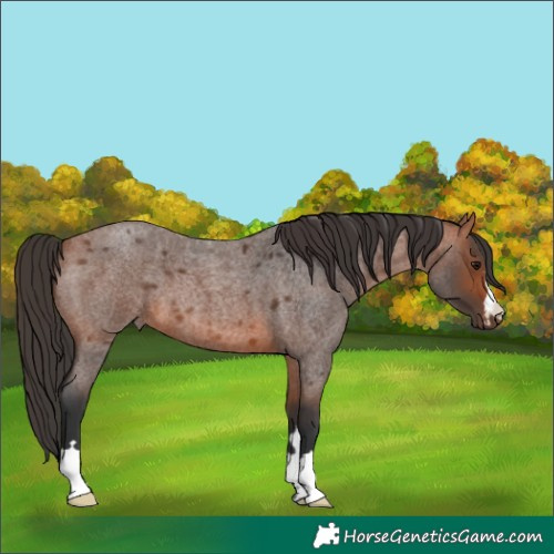 Horse Color:Bay Roan 