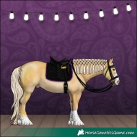 Horse Color:Palomino 