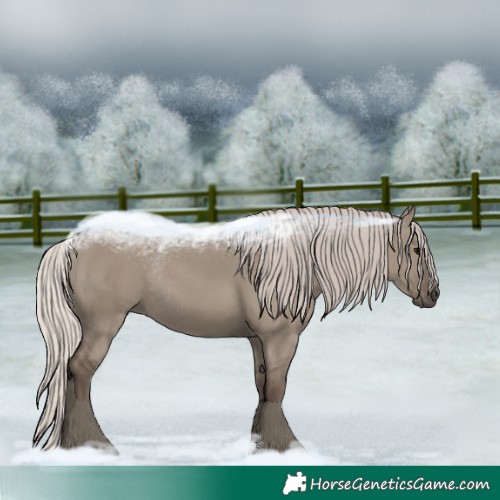 Horse Color:Silver Grullo Rabicano
