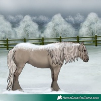 Horse Color:Silver Grullo Rabicano 