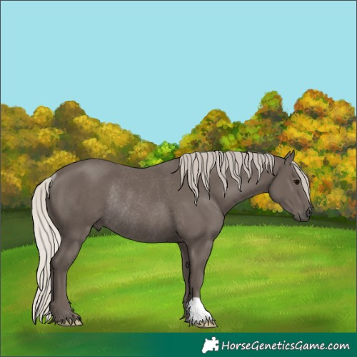 Horse Color:Silver Black Rabicano 
