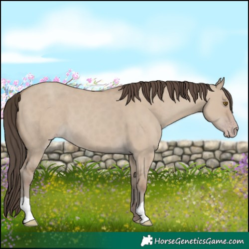 Horse Color:Classic Champagne Dun 