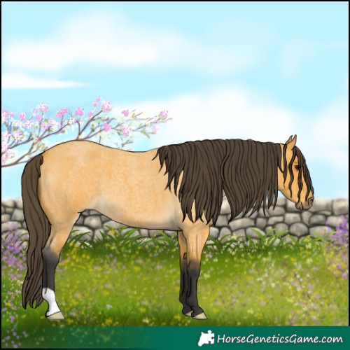 Horse Color:Buckskin Roan 
