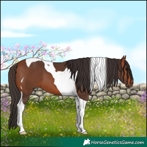 Horse Color:Bay Tobiano 
