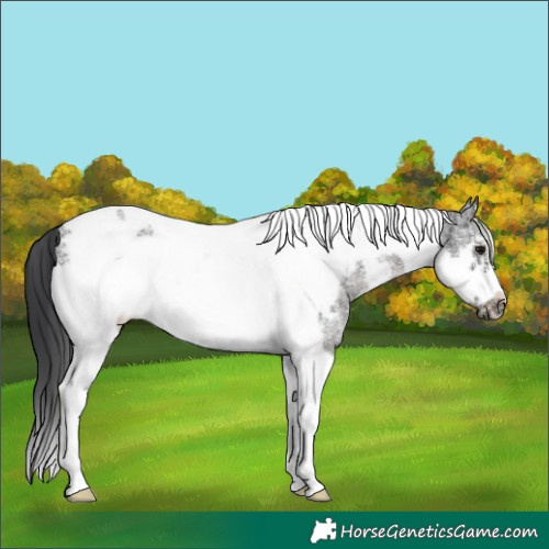 Horse Color:Black Sabino Tobiano Frame Rabicano 