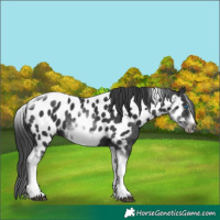 Horse Color:White Spotted Black Splash Tobiano Frame Near Leopard 
