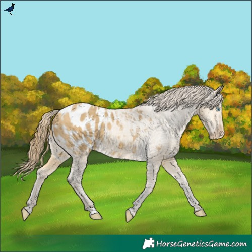 Horse Color:Amber Cream Champagne Appaloosa 