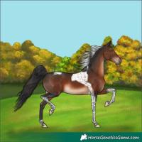 Horse Color:Brown Tobiano 