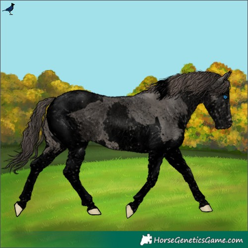Horse Color:Void Grullo Sabino Splash Tobiano Snowflake Varnish