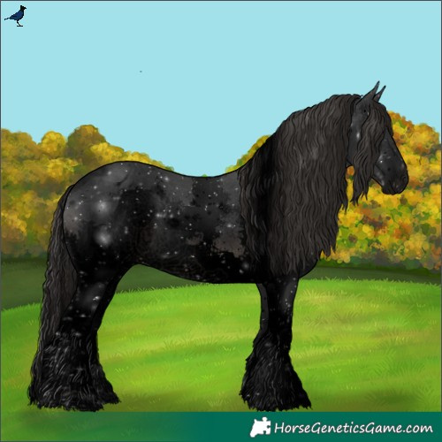 Horse Color:Void Black Sabino Splash Appaloosa