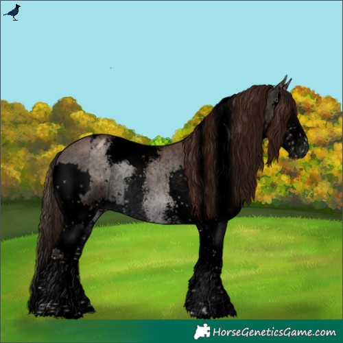 Horse Color:Void Classic Champagne Onyx Sabino Splash Appaloosa