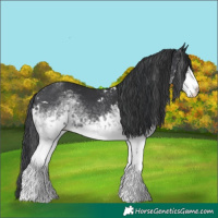 Horse Color:White Spotted Black 
