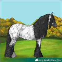 Horse Color:Blue Roan Appaloosa 