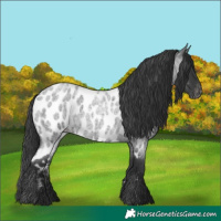 Horse Color:Blue Roan Near Leopard 