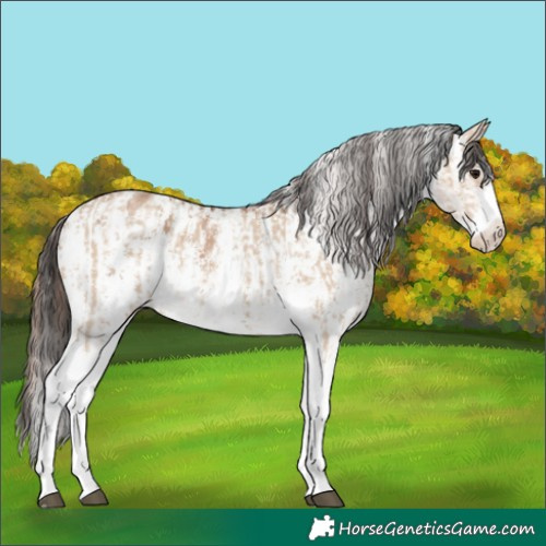Horse Color:Bay Dun Sabino Rabicano and Bay Dun Sabino Appaloosa Rabicano