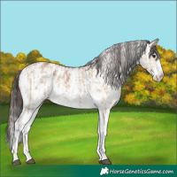 Horse Color:Bay Dun Sabino Rabicano and Bay Dun Sabino Appaloosa Rabicano