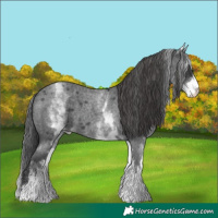 Horse Color:White Spotted Blue Roan Varnish 