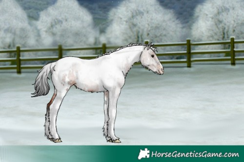 Horse Color:White Spotted Brown Tobiano Rabicano 
