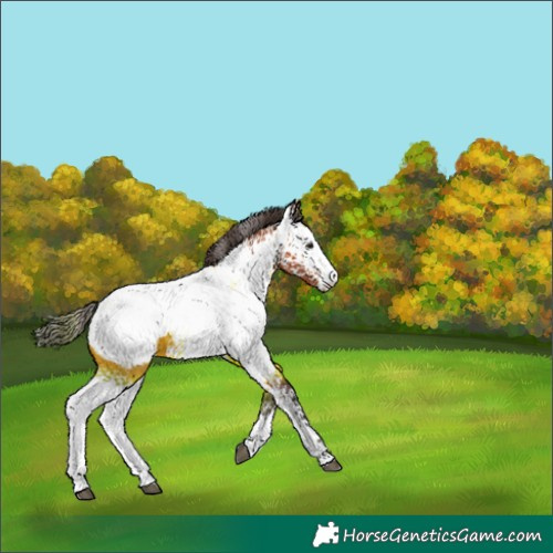 Horse Color:White Spotted Bay Snowcap 