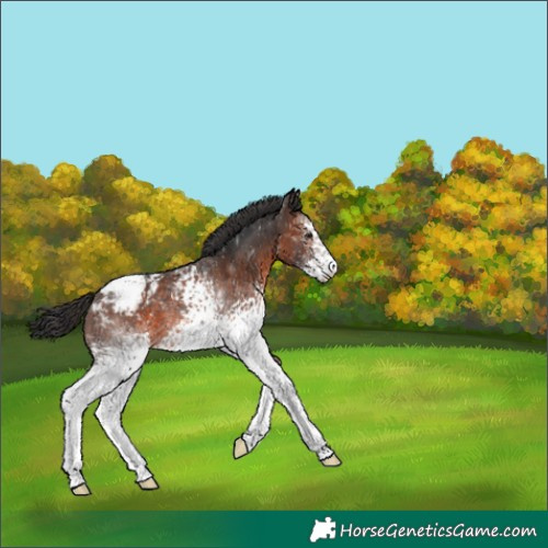 Horse Color:White Spotted Brown Appaloosa 