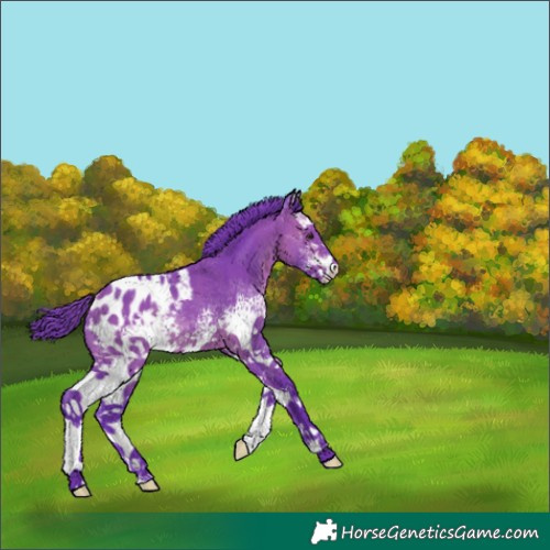 Horse Color:Watercolor White Spotted Bay Appaloosa 