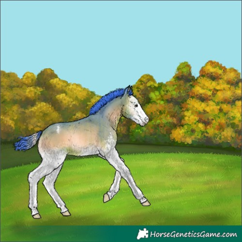 Horse Color:Watercolor White Spotted Bay Onyx Appaloosa Rabicano 