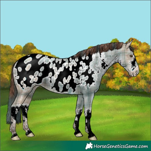Horse Color:Plaid  White Spotted Classic Champagne Ice Dun Appaloosa 