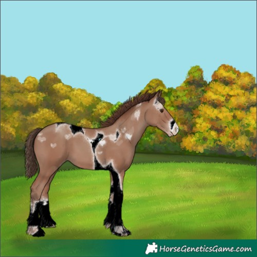 Horse Color:White Spotted Classic Champagne Tobiano 