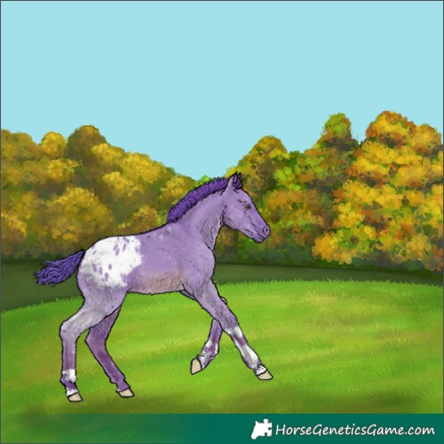Horse Color:Watercolor Red Dun Appaloosa 