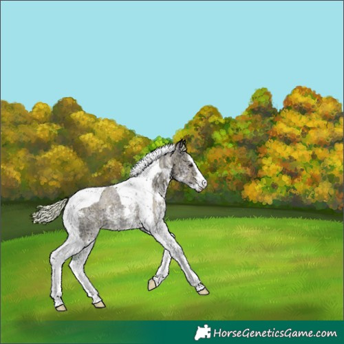 Horse Color:Watercolor Plaid  Silver Grullo Ice Sabino Tobiano Appaloosa 
