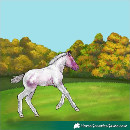 Horse Color:Watercolor Plaid  White Spotted Silver Brown Tobiano 