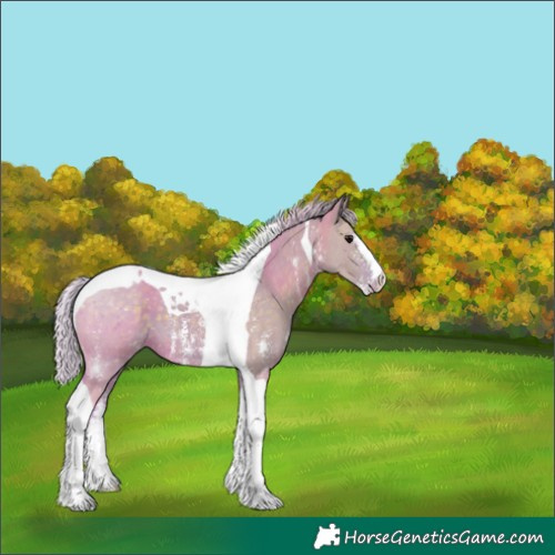 Horse Color:Watercolor Silver Grullo Sabino Tobiano Appaloosa 