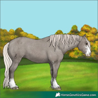 Horse Color:Silver Grullo Sabino Appaloosa