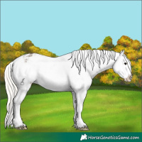 Horse Color:Silver Grullo Sabino Appaloosa 