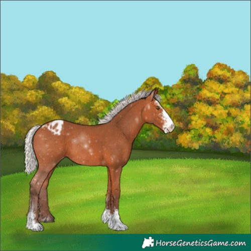 Horse Color:Silver Bay Sabino Appaloosa 