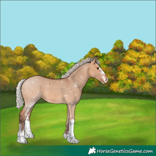 Horse Color:Silver Bay Dun Sabino Appaloosa 