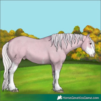 Horse Color:Watercolor Silver Bay Dun Sabino Appaloosa 
