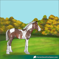 Horse Color:Silver Brown Sabino Tobiano Varnish 