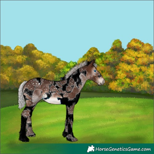 Horse Color:Silver Brown Splash Tobiano Rabicano 