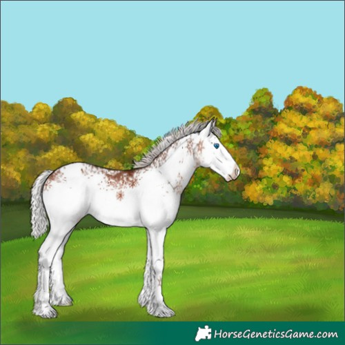 Horse Color:White Spotted Silver Brown Splash 
