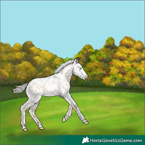 Horse Color:Silver Amber Champagne Dun Appaloosa 