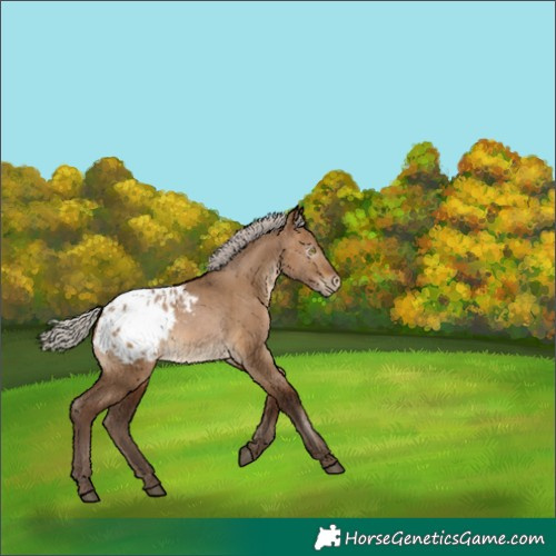 Horse Color:Gray Silver Brown Pearl Dun Appaloosa 