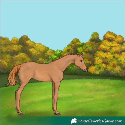 Horse Color:Chestnut 