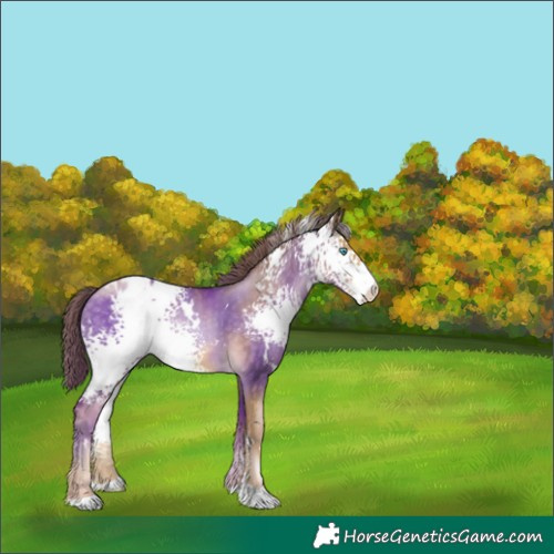 Horse Color:White Spotted Buckskin Pearl Appaloosa Rabicano 
