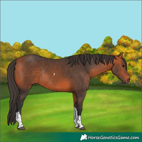 Horse Color:Bay Tobiano Rabicano 