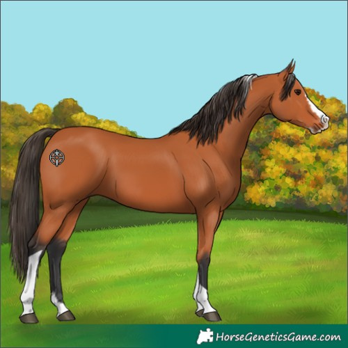 Horse Color:Bay Splash Tobiano 