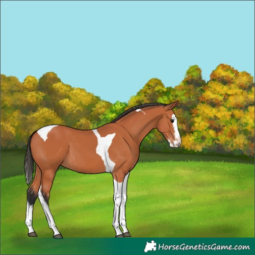 Horse Color:Bay Splash Tobiano 