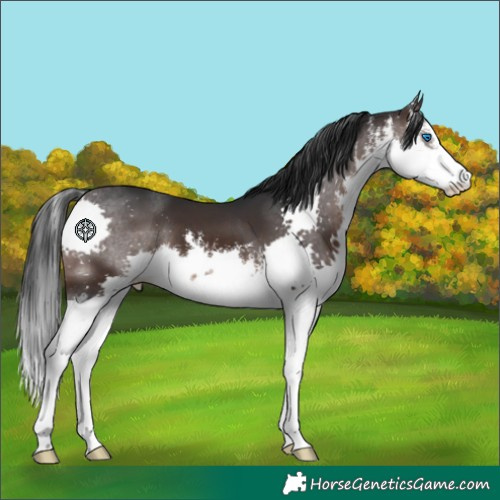 Horse Color:White Spotted Brown Splash 